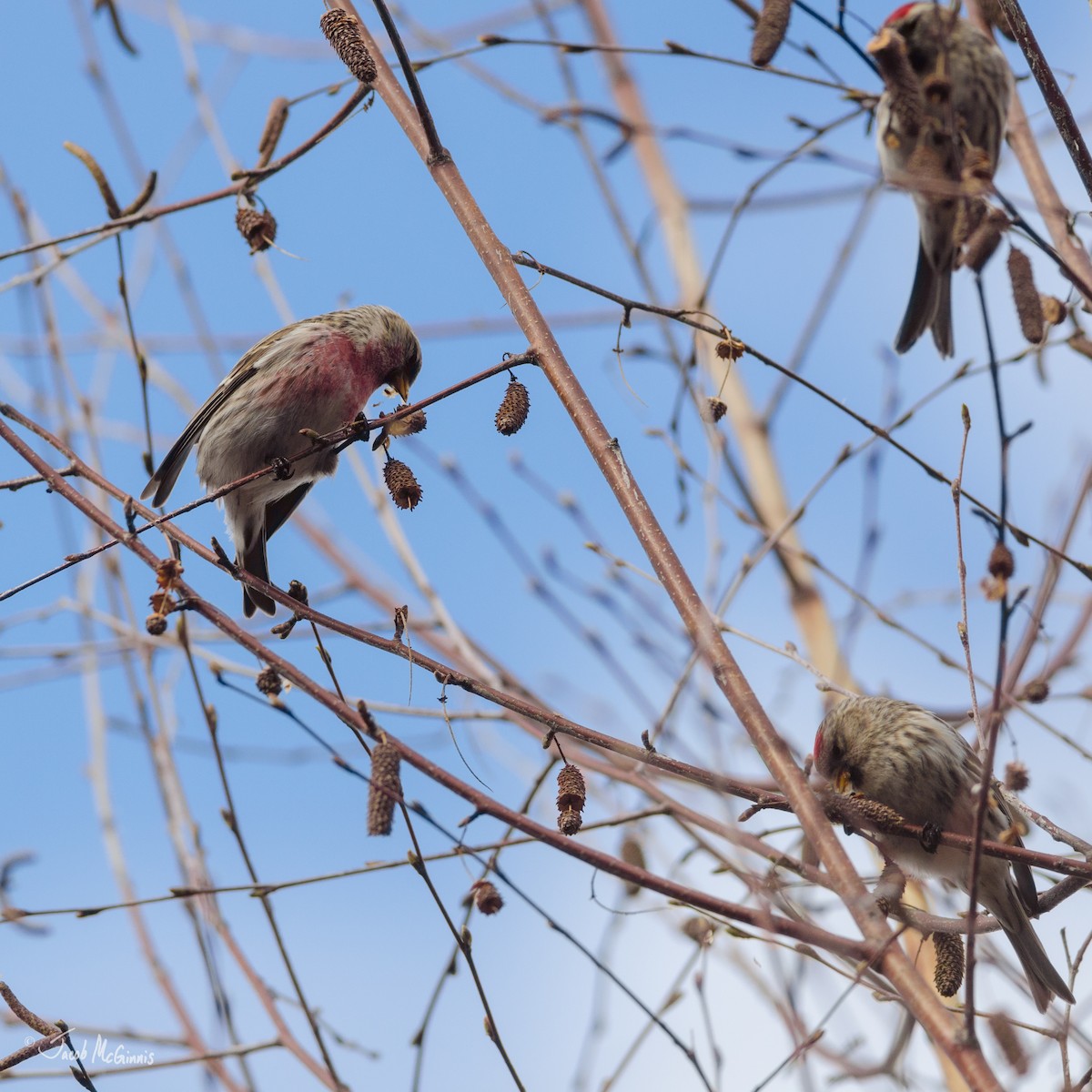 Common Redpoll - ML25623361