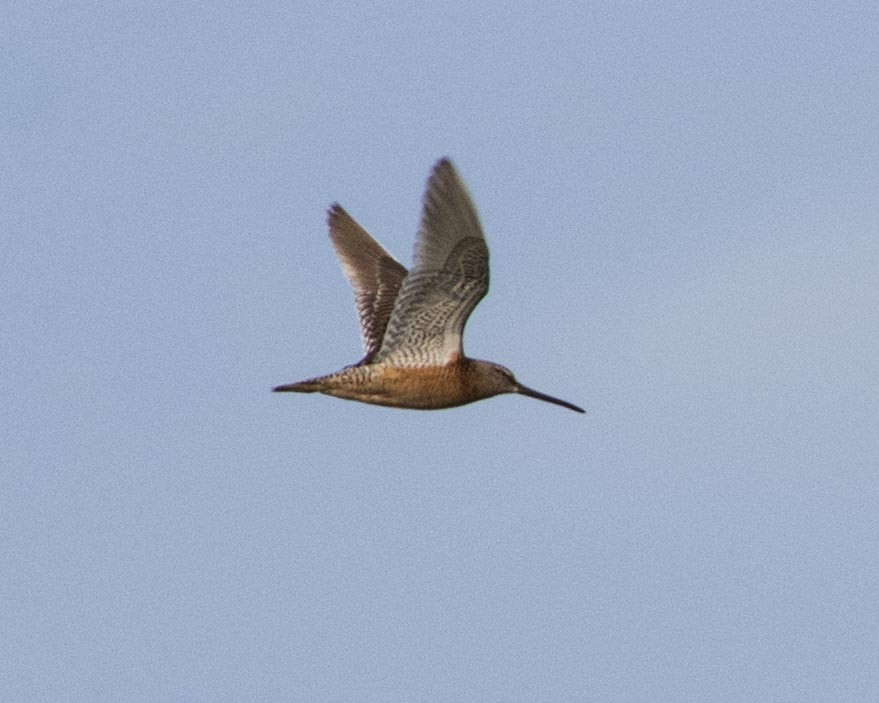 Long-billed Dowitcher - ML256233681