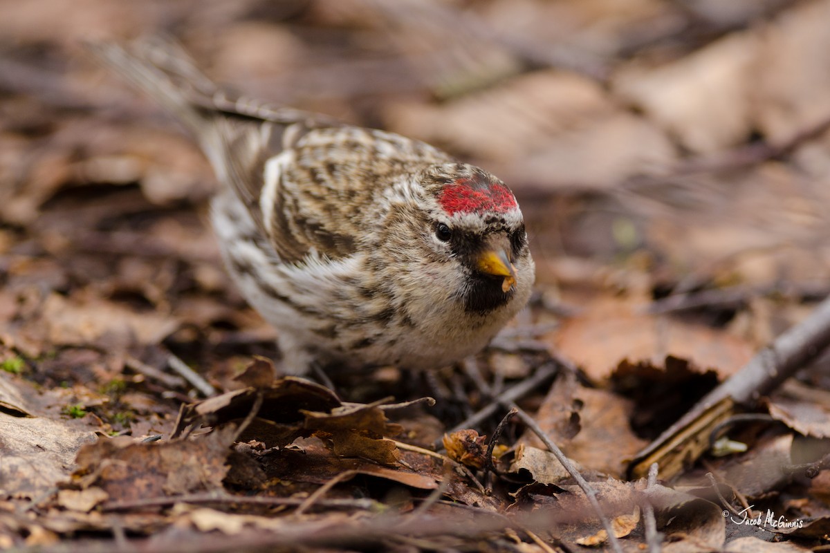 Common Redpoll - ML25623371