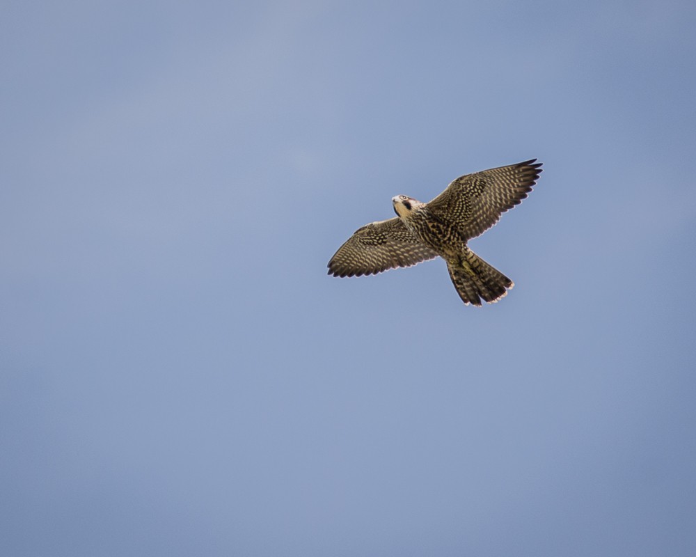 Peregrine Falcon - JW  Mills