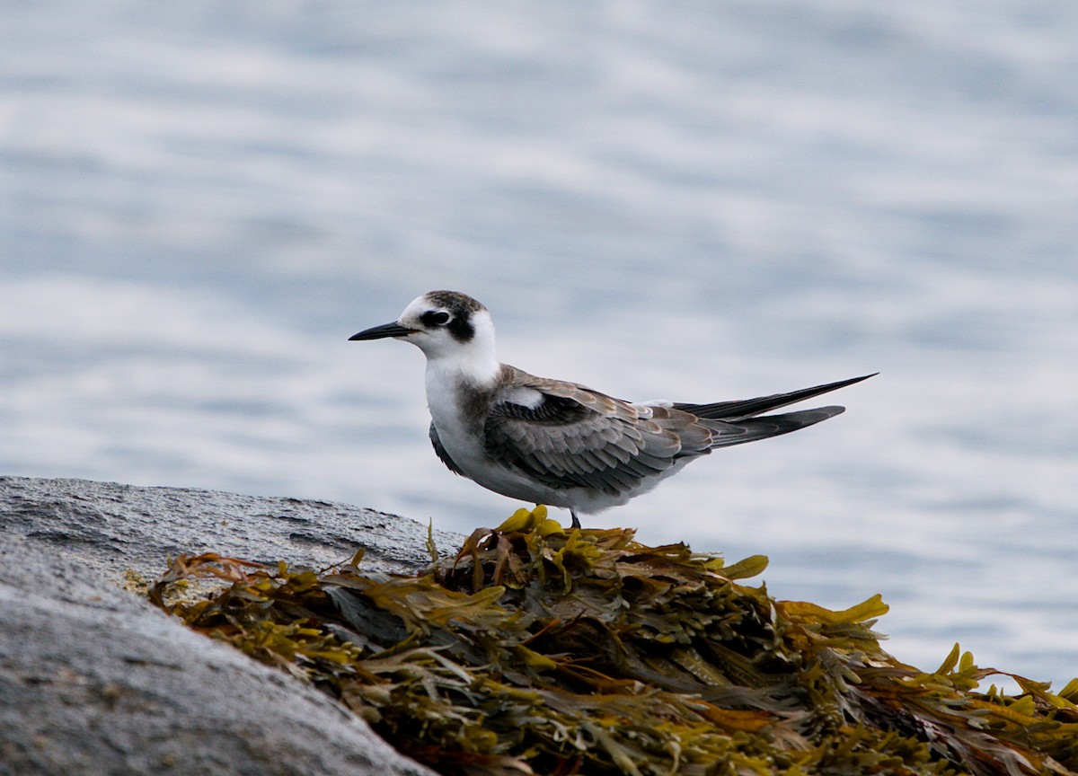 Black Tern - ML256237991