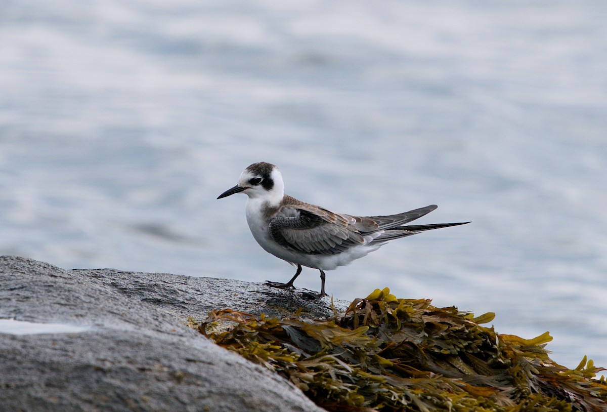 Black Tern - ML256238061