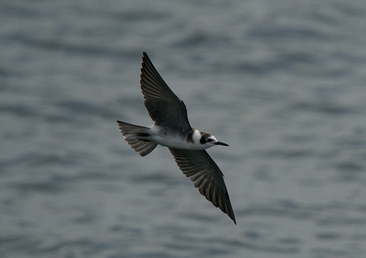 Black Tern - ML256238091