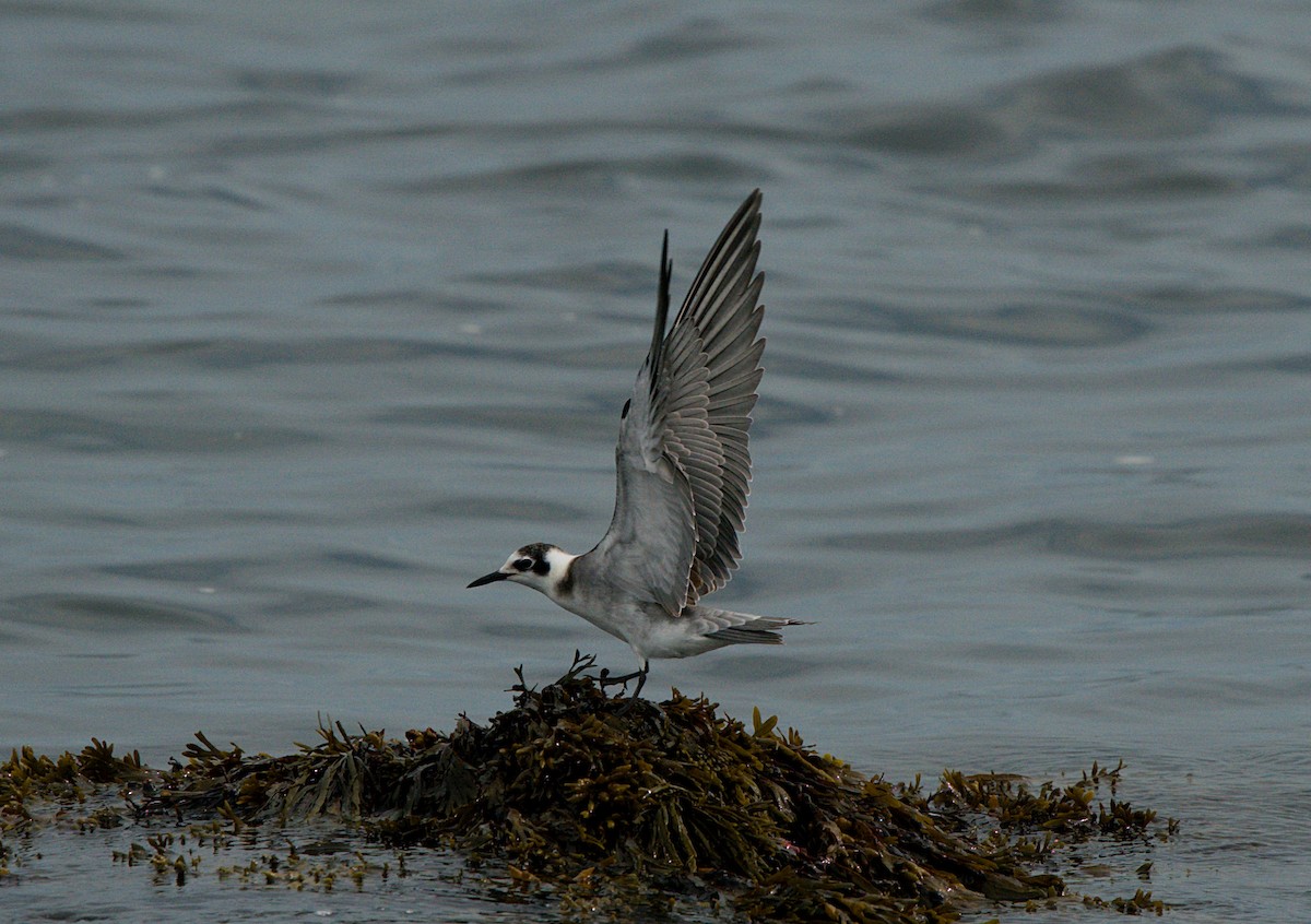 Black Tern - David Provencher