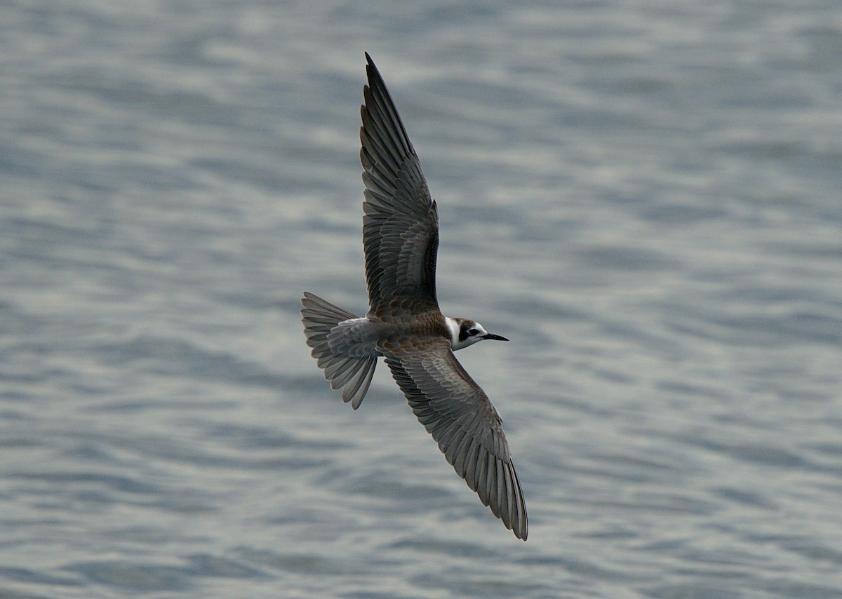 Black Tern - ML256238111