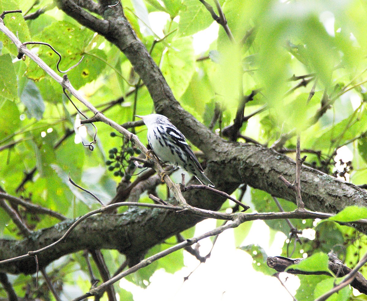 Black-and-white Warbler - ML256242081