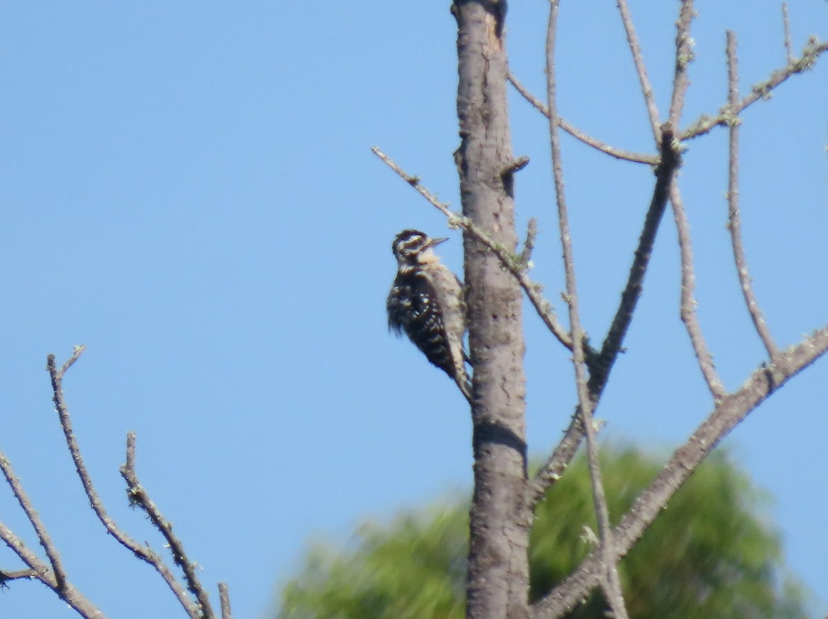 Nuttall's Woodpecker - ML256244241