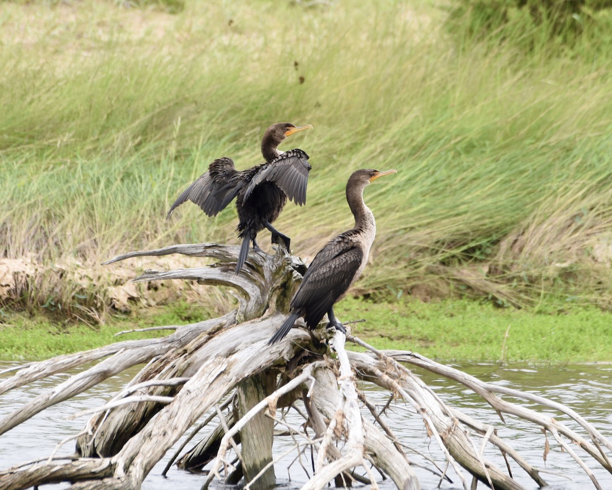 Cormoran à aigrettes - ML256244881