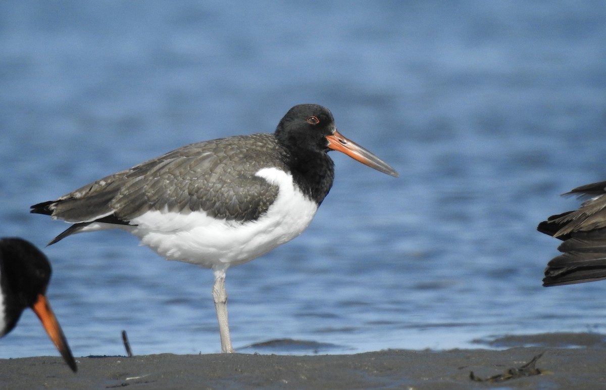 American Oystercatcher - ML256247371