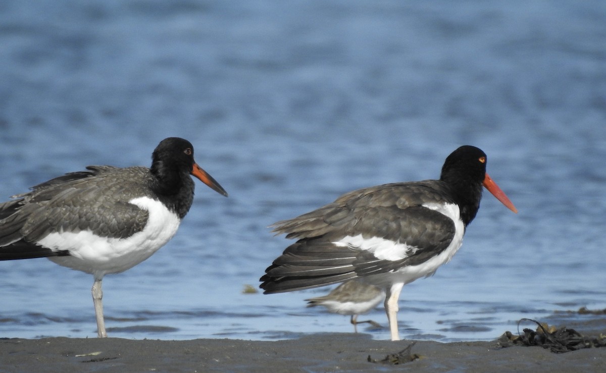 American Oystercatcher - ML256247421