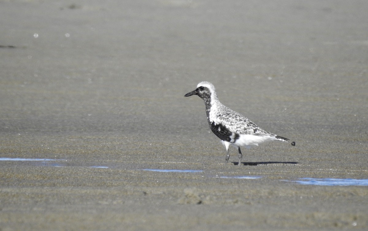 Black-bellied Plover - ML256247511