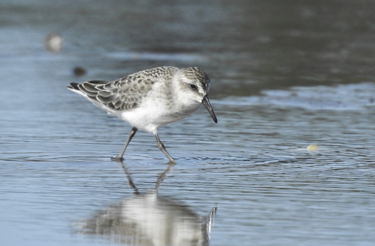 Semipalmated Sandpiper - ML256247581