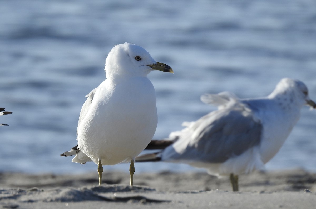 Ring-billed Gull - ML256247611