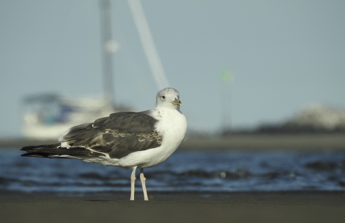 Lesser Black-backed Gull - ML256247781