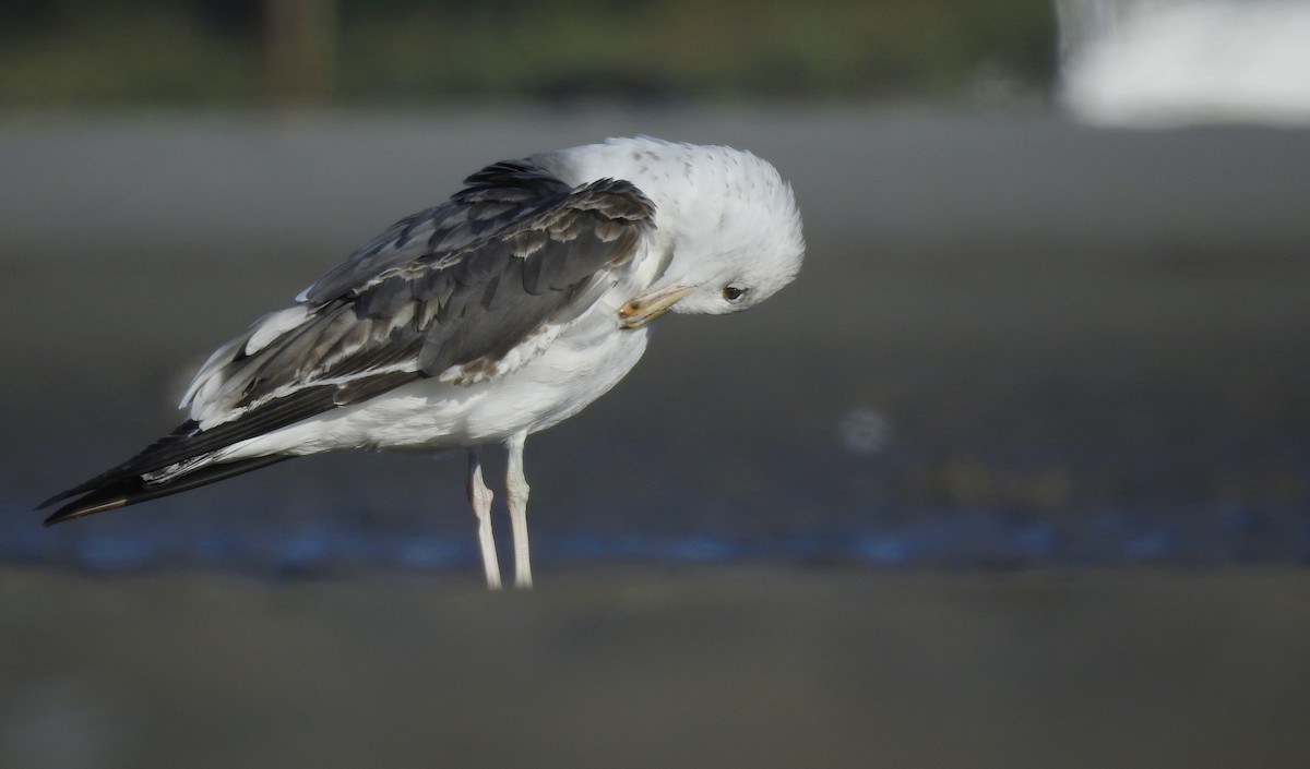 Lesser Black-backed Gull - Weston Barker