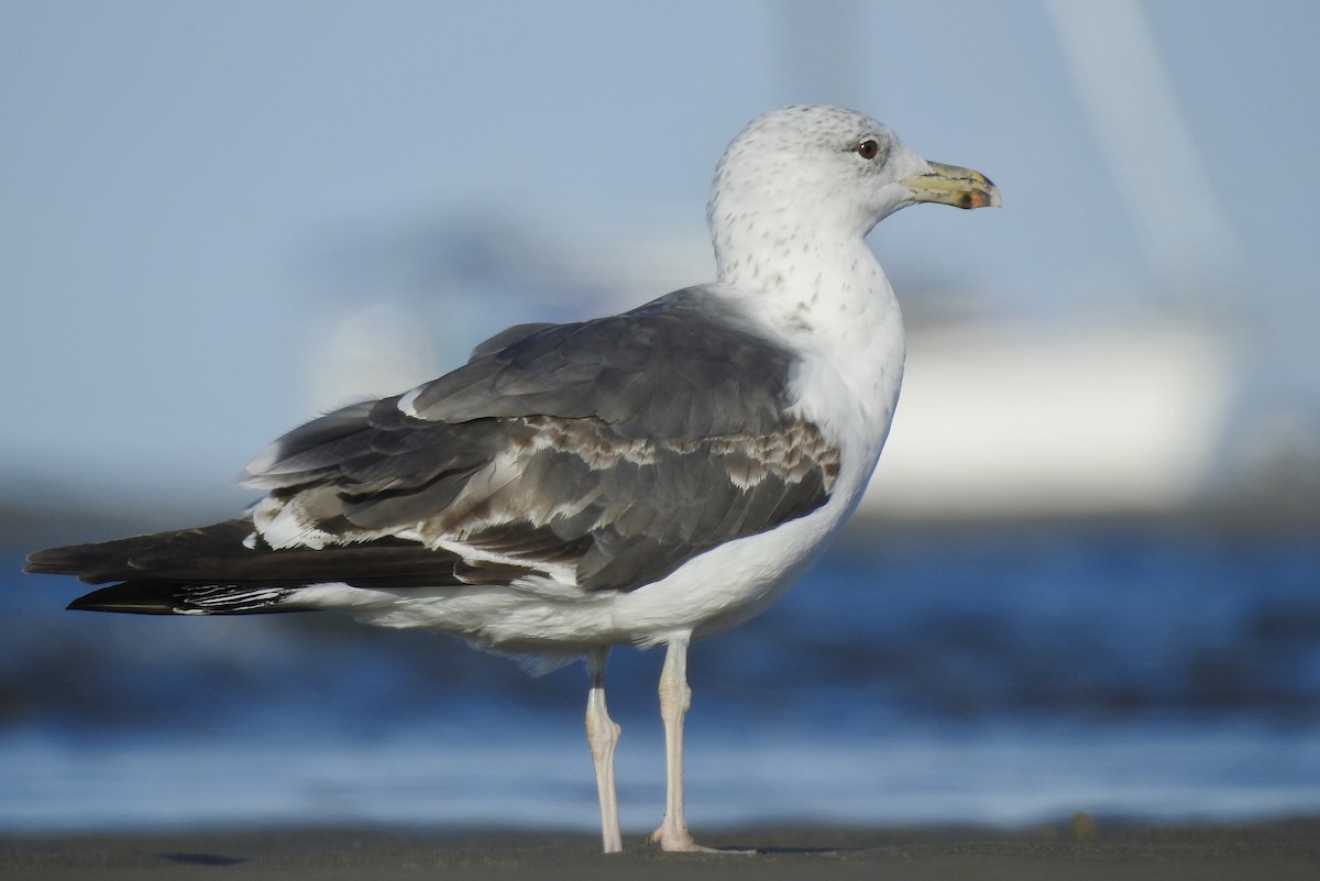 Lesser Black-backed Gull - ML256247871