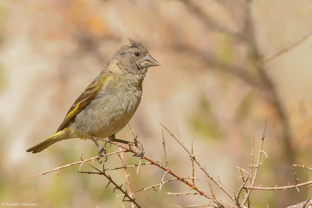 Thick-billed Siskin - ML25624831