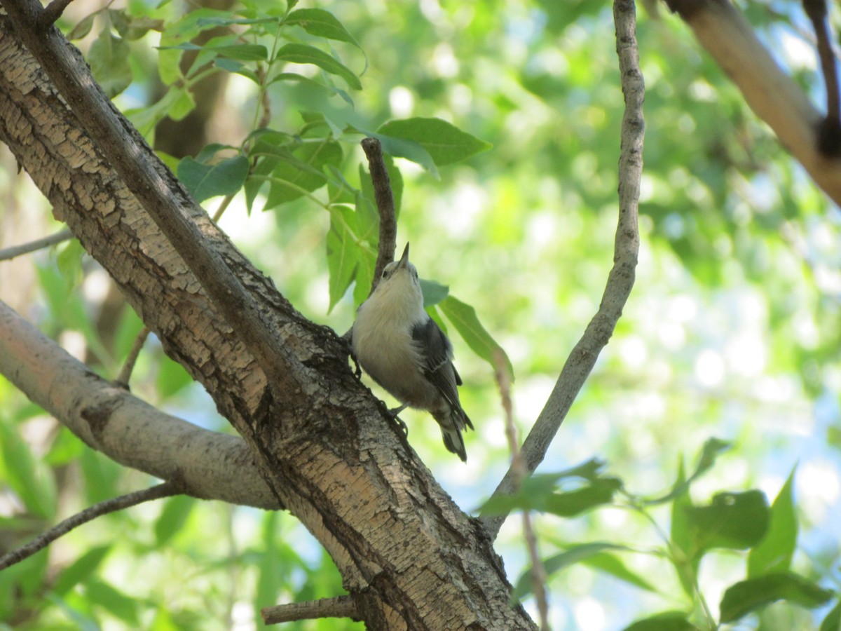 White-breasted Nuthatch - ML256248321