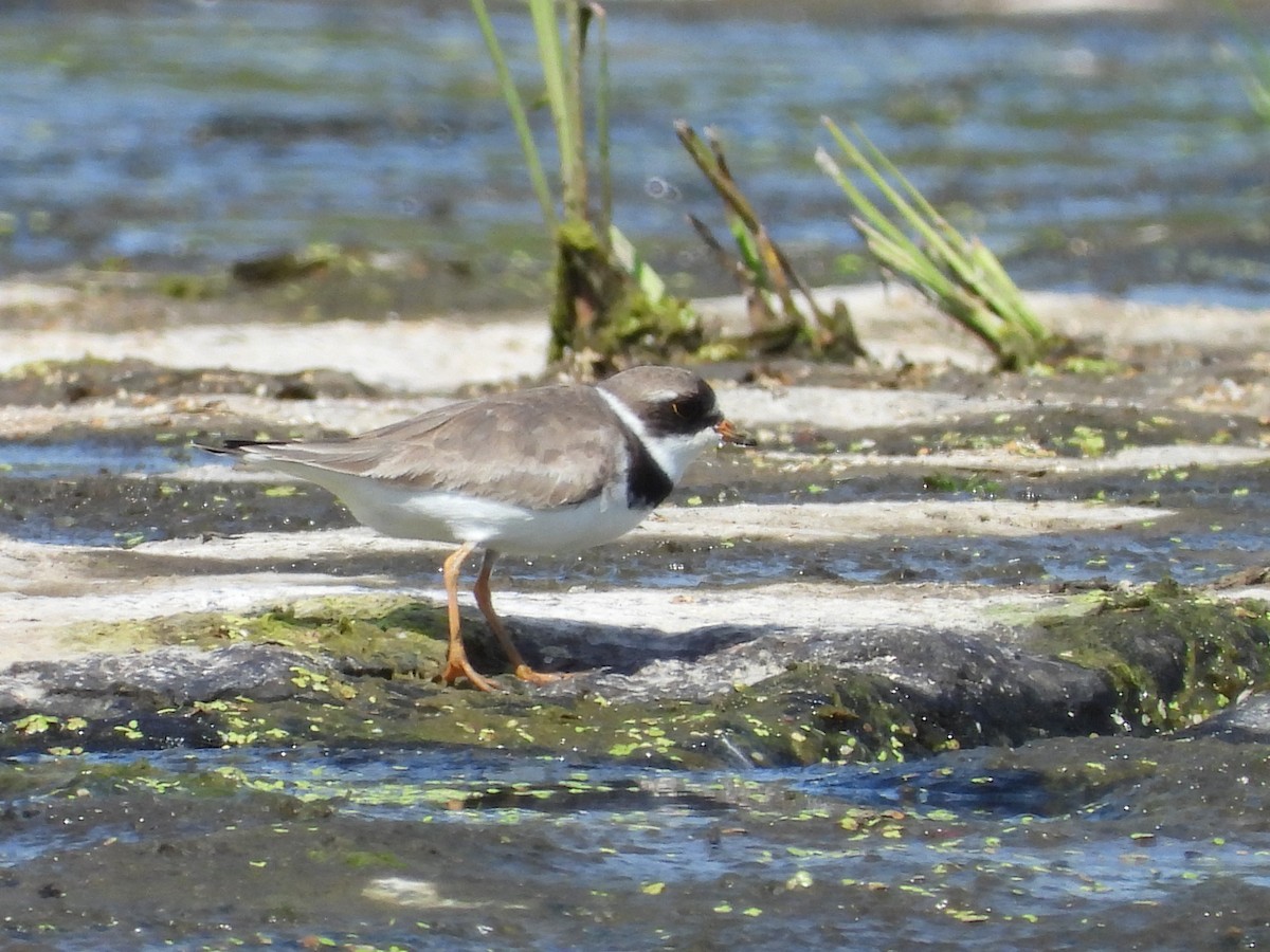 Semipalmated Plover - ML256249931