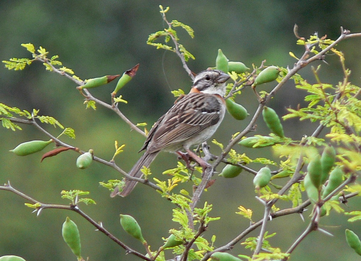 Rufous-collared Sparrow - ML256249941