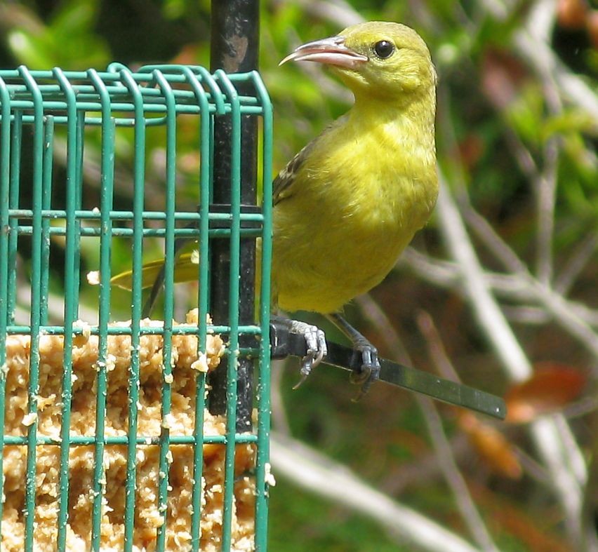 Hooded Oriole - ML256250271