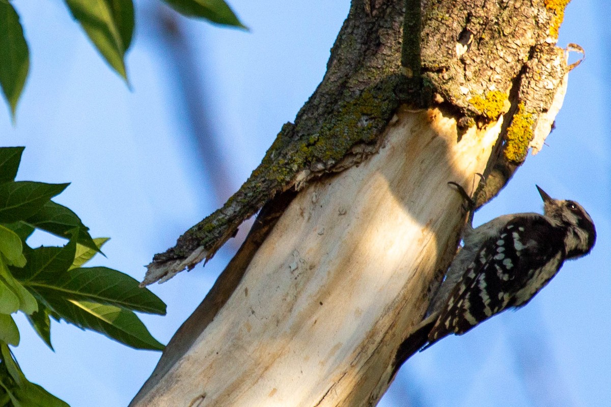 Downy Woodpecker - Nancy Clermont