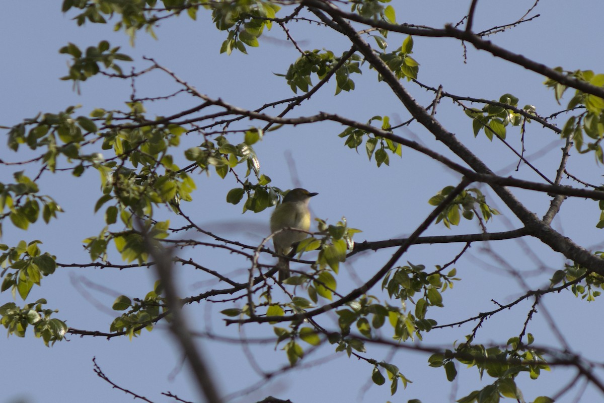 White-eyed Vireo - ML256252641