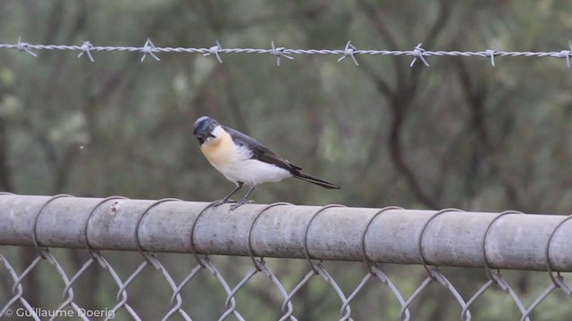 Restless Flycatcher - ML256254201