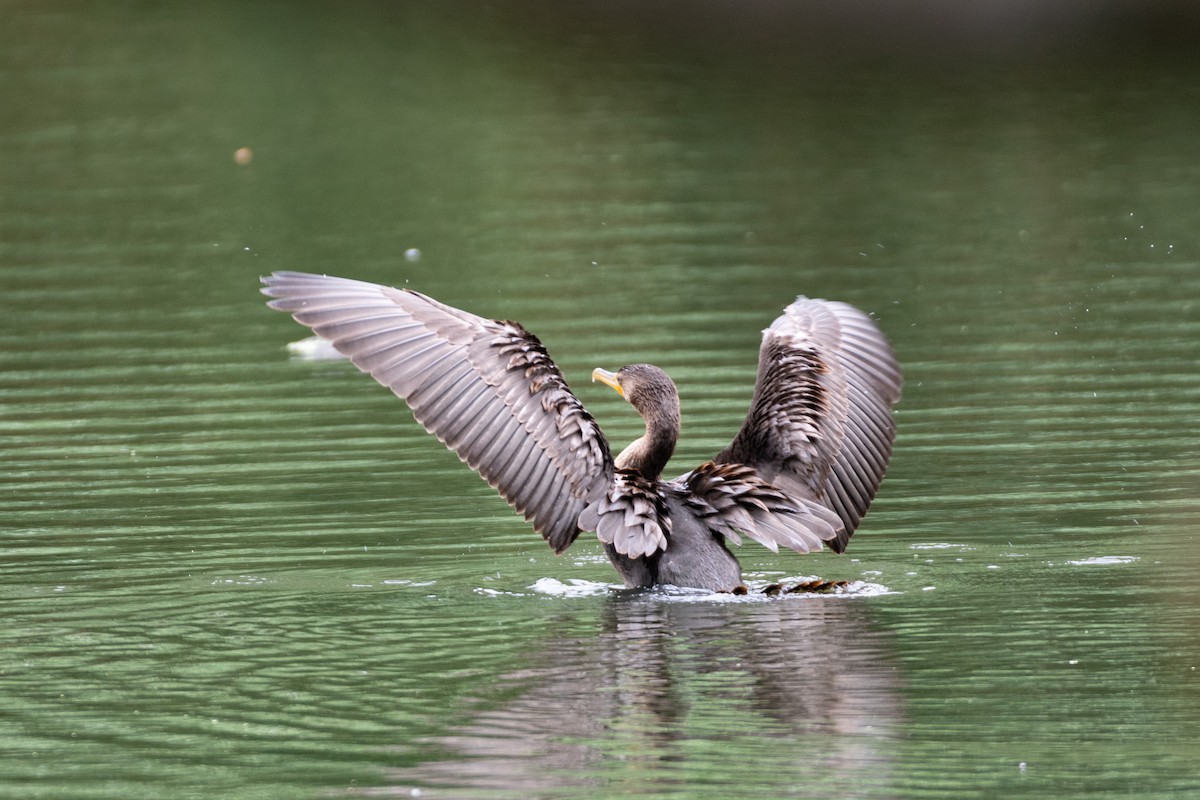 Double-crested Cormorant - Jeremy Cushman