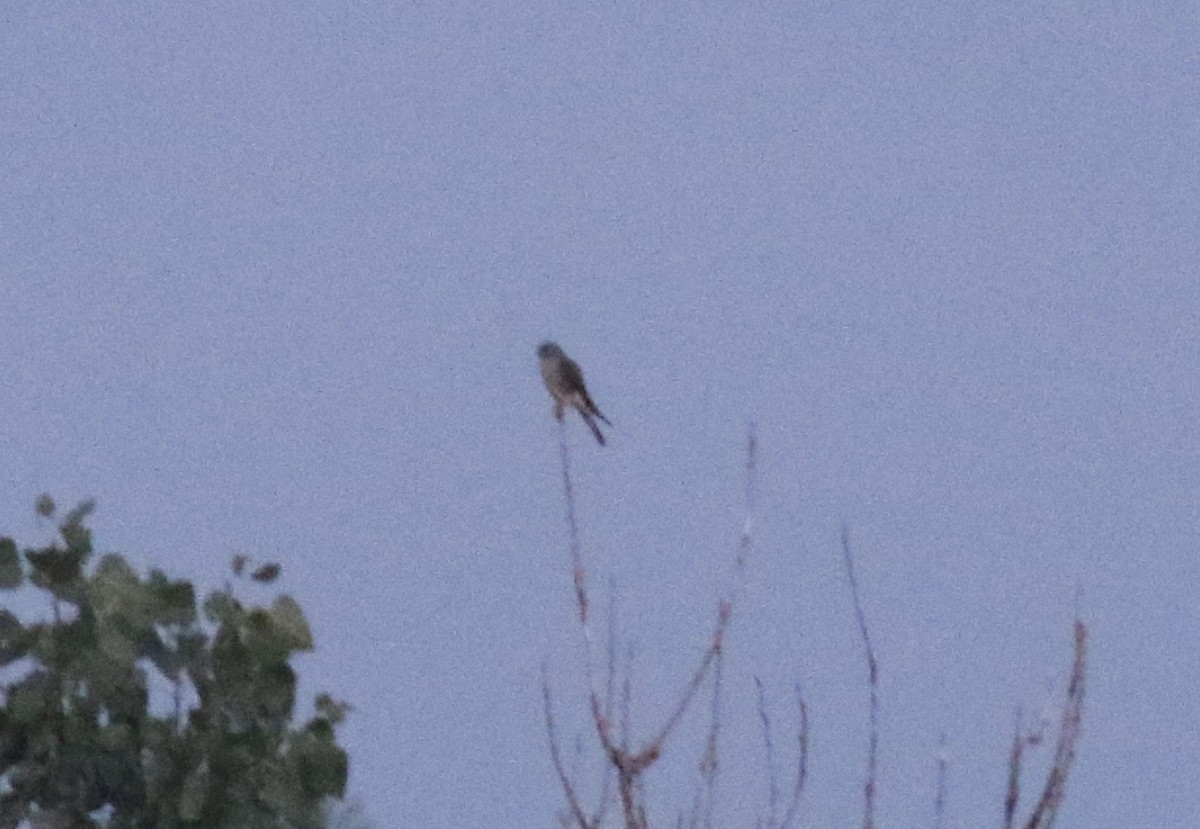 American Kestrel - Richard Garrigus