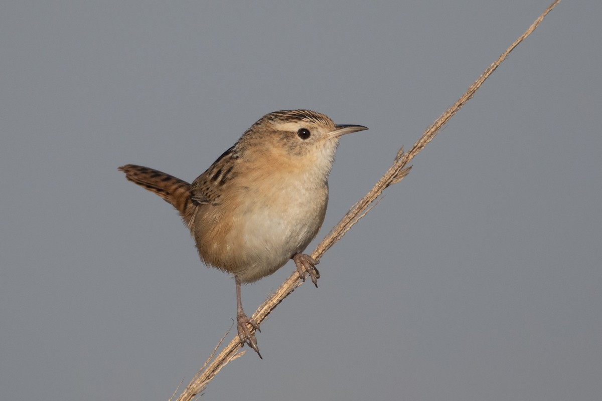 Grass Wren - ML256257961