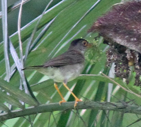 Black-headed Nightingale-Thrush - ML256258901