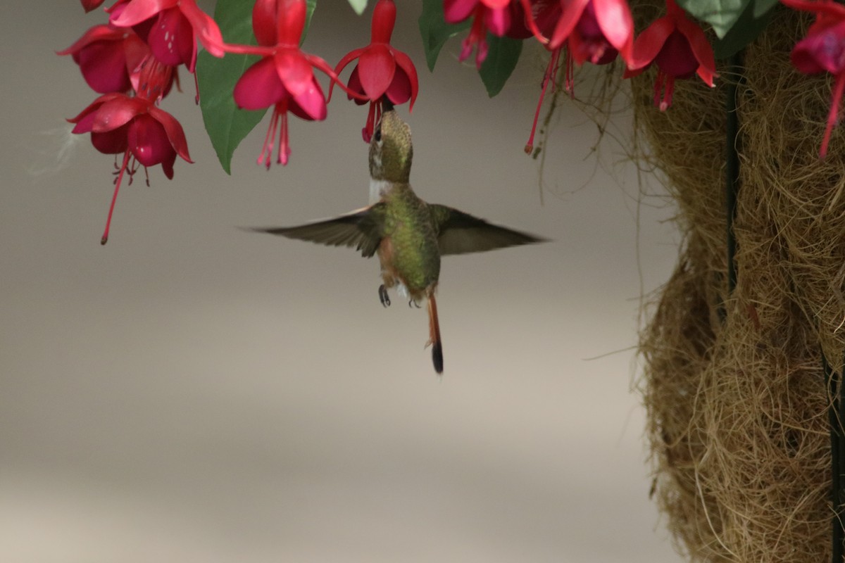 Rufous Hummingbird - ML256260991