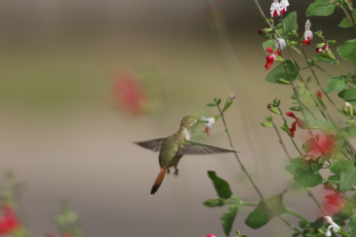 Rufous Hummingbird - ML256261021
