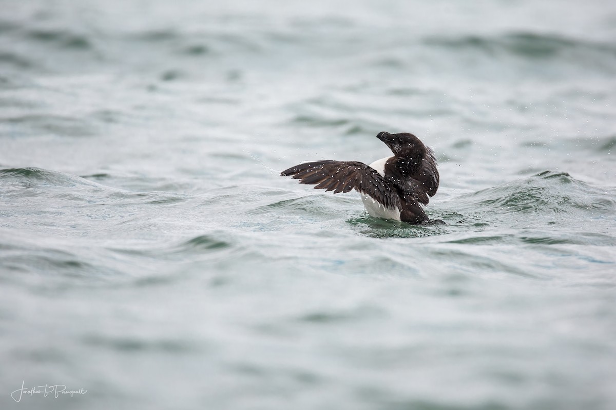 Razorbill - ML256261331