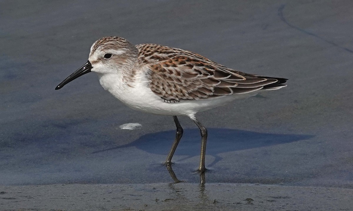 Western Sandpiper - ML256262651