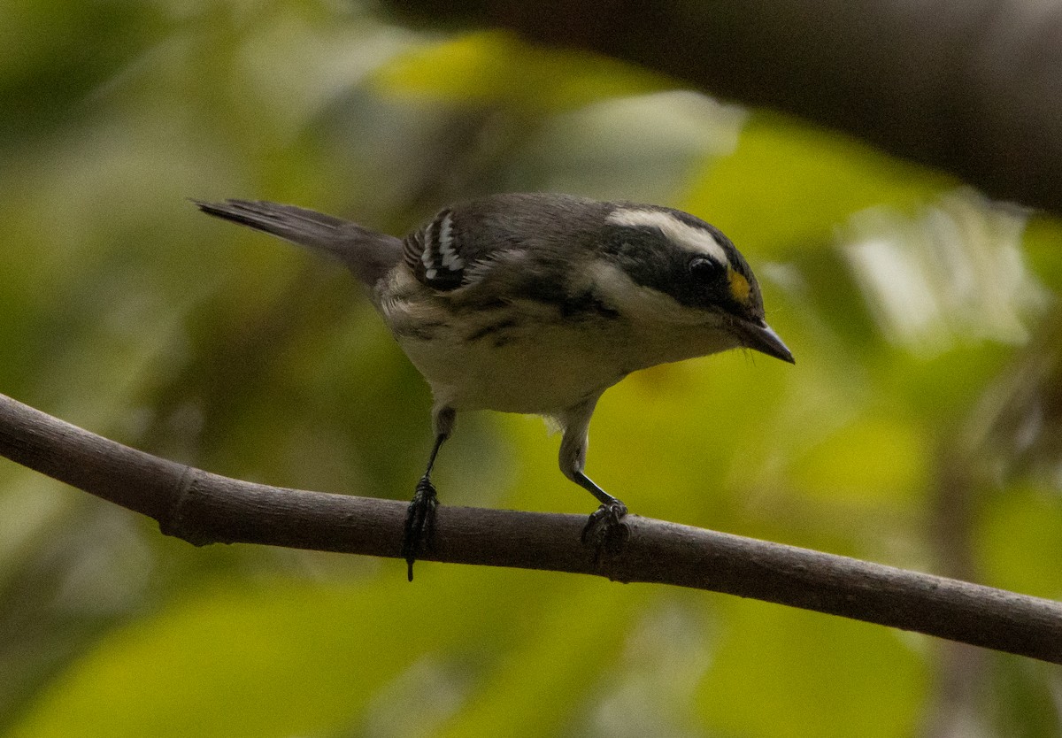 Black-throated Gray Warbler - ML256263121