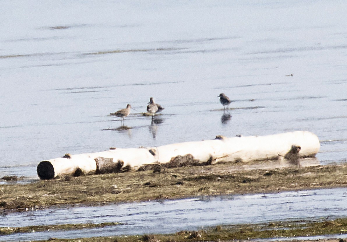 Hudsonian Godwit - ML256267391