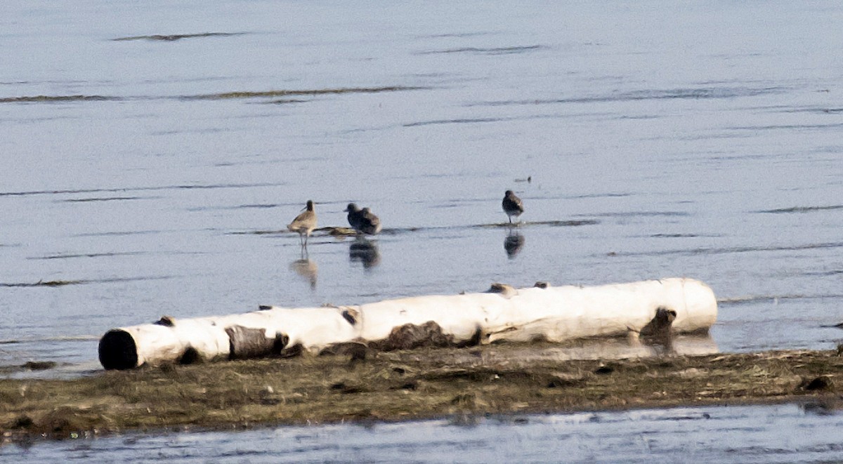 Hudsonian Godwit - ML256267401