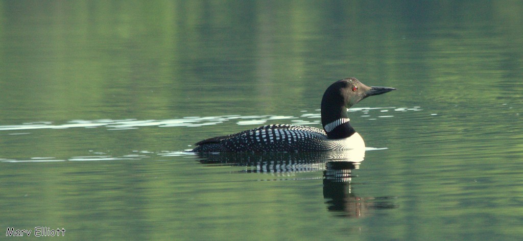 Plongeon huard - ML25626791