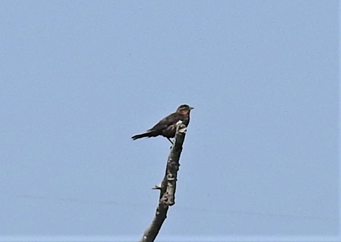 Red-winged Blackbird - ML256268871
