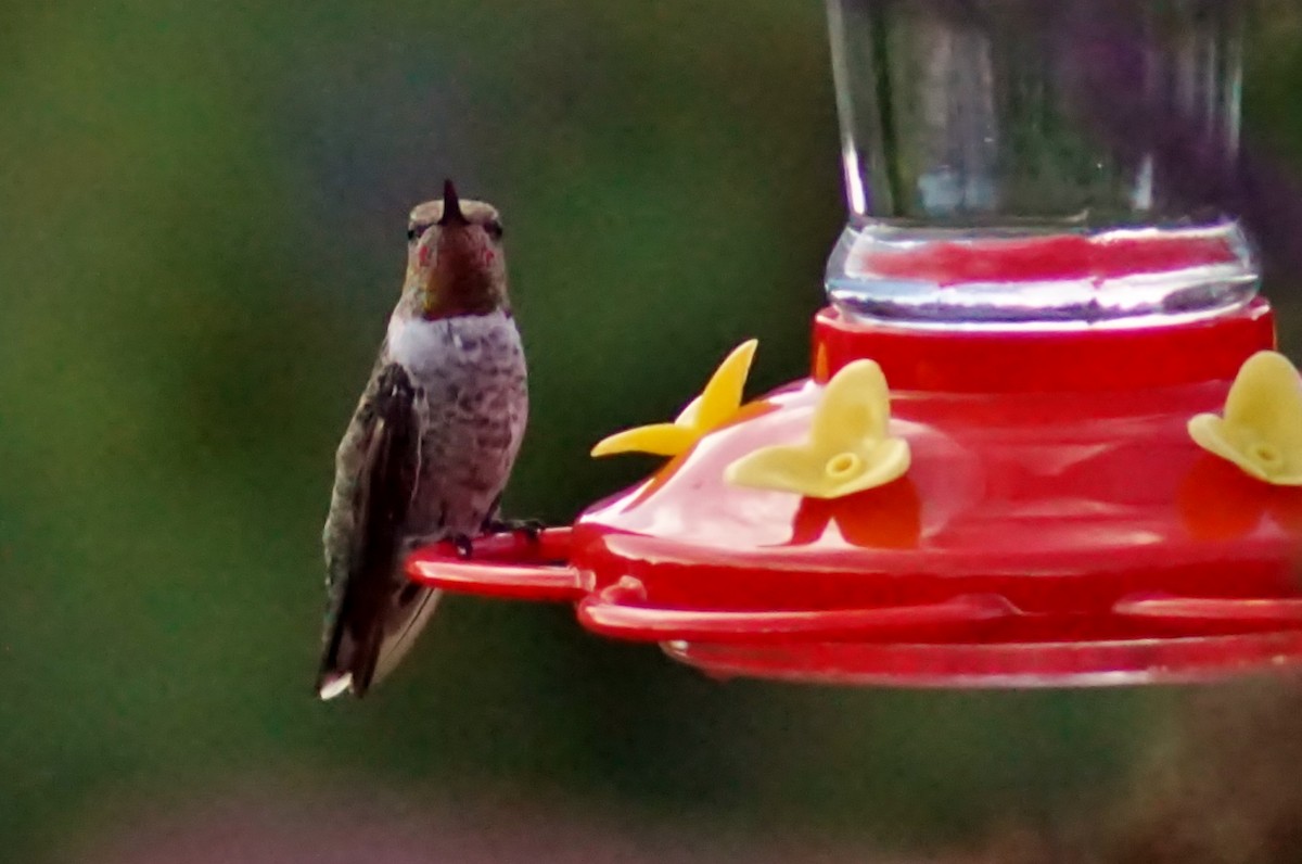 Anna's Hummingbird - ML256268991