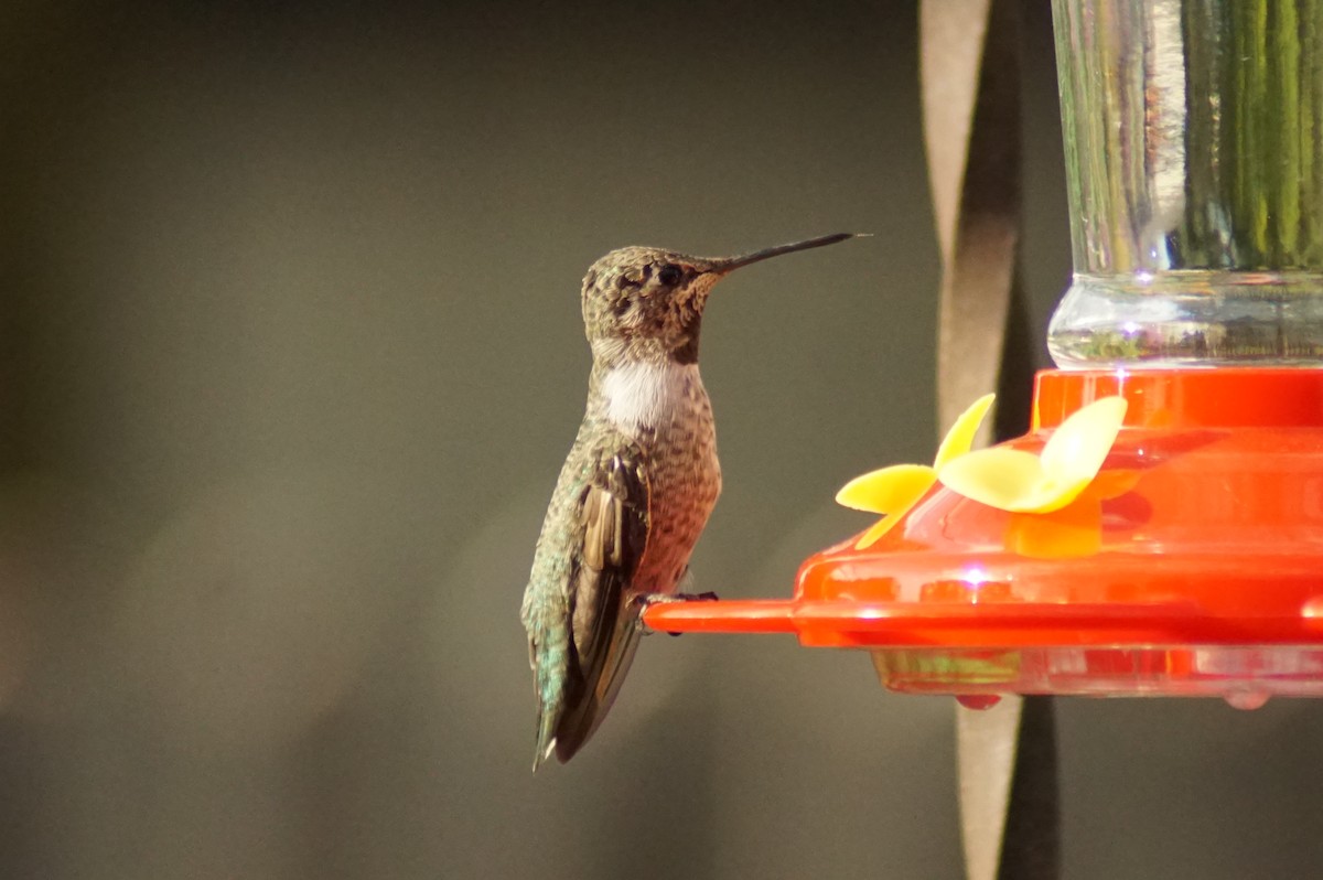 Anna's Hummingbird - ML256269011