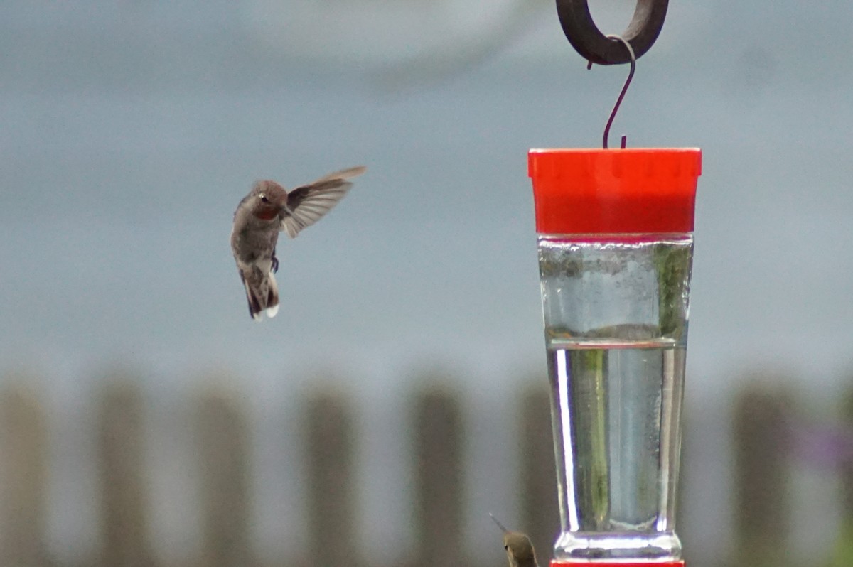 Anna's Hummingbird - ML256269031