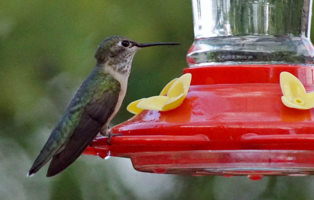 Broad-tailed Hummingbird - ML256269121