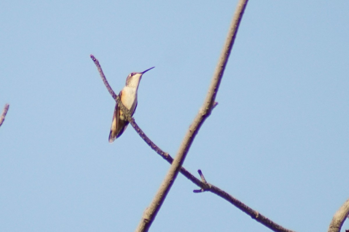 Rufous Hummingbird - ML256269141