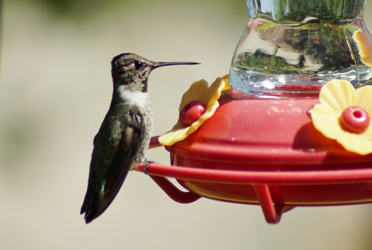 Anna's Hummingbird - ML256269551