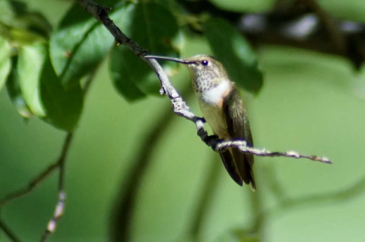 Rufous Hummingbird - ML256269761