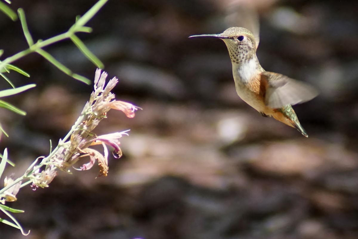 Rufous Hummingbird - ML256269781