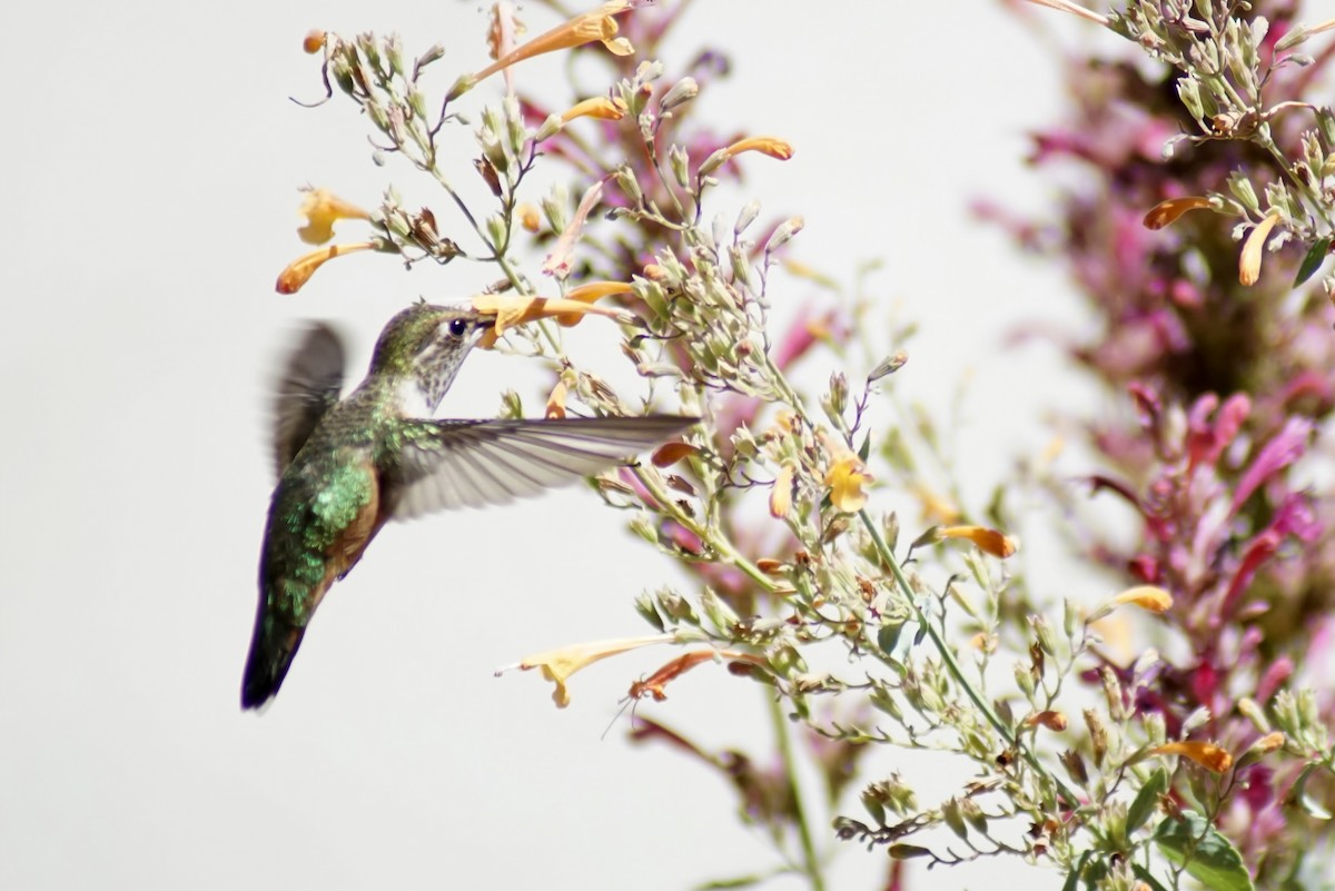 Rufous Hummingbird - ML256269811